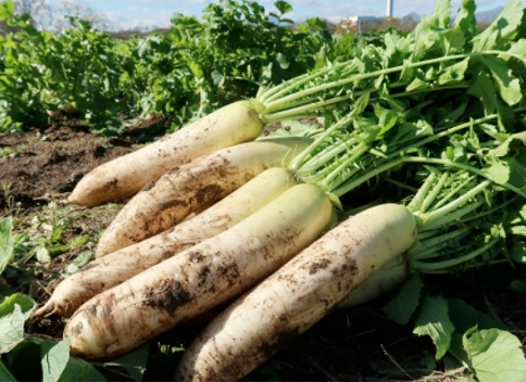 鳥取県日野郡日南町/道の駅にちなん/その場で加工・その場で販売