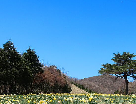鳥取県日野郡日南町/道の駅にちなん日野川の周辺観光スポット/花見山