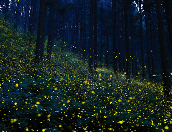 鳥取県日野郡日南町/道の駅にちなん日野川の周辺観光スポット/福万来ホタル乃国