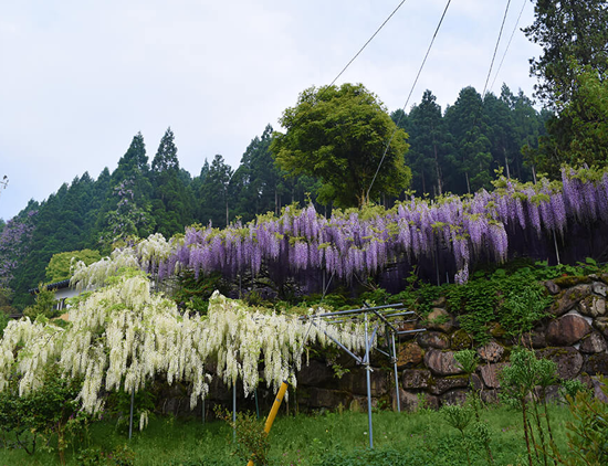 鳥取県日野郡日南町/道の駅にちなん日野川の周辺観光スポット/神宮寺の藤棚