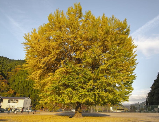 鳥取県日野郡日南町/道の駅にちなん日野川の周辺観光スポット/日野上イチョウ