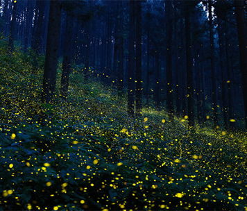 鳥取県日野郡日南町/道の駅にちなん日野川の郷/周辺観光/福万来ホタル乃国